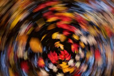 AUTORE: Luigi Dorigo - Ali e Radici Multivisioni AUTORE: Luigi Dorigo - Ali e Radici Multivisioni