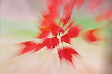 AUTORE: Luigi Dorigo - Ali e Radici Multivisioni AUTORE: Luigi Dorigo - Ali e Radici Multivisioni