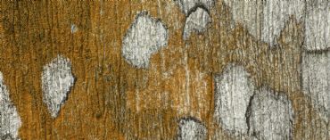 AUTORE: Luigi Dorigo - Ali e Radici Multivisioni AUTORE: Luigi Dorigo - Ali e Radici Multivisioni