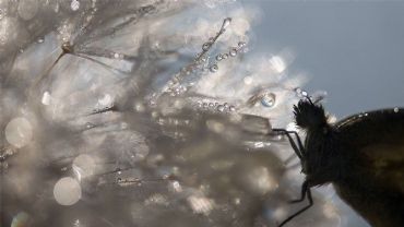 AUTORE: Giacomo Renier AUTORE: Giacomo Renier