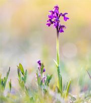 AUTORE: Rinaldo Checuz AUTORE: Rinaldo Checuz