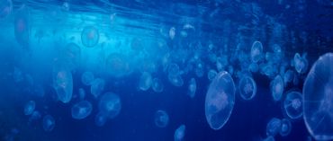 AUTORE: Luigi Dorigo - Ali e Radici Multivisioni AUTORE: Luigi Dorigo - Ali e Radici Multivisioni