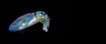 AUTORE: Luigi Dorigo - Ali e Radici Multivisioni AUTORE: Luigi Dorigo - Ali e Radici Multivisioni