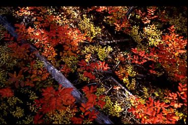 AUTORE: Merlino Multivisioni AUTORE: Merlino Multivisioni /