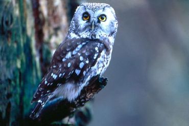 AUTORE: Ervin Skalamera AUTORE: Ervin Skalamera