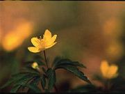 AUTORE: Valter Binotto AUTORE: Valter Binotto /