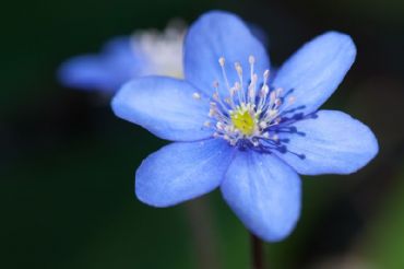 AUTORE: Luigi Dorigo - Ali e Radici Multivisioni AUTORE: Luigi Dorigo - Ali e Radici Multivisioni