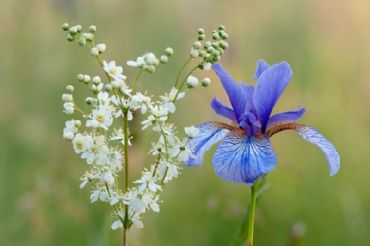 AUTORE: Luigi Dorigo - Ali e Radici Multivisioni AUTORE: Luigi Dorigo - Ali e Radici Multivisioni