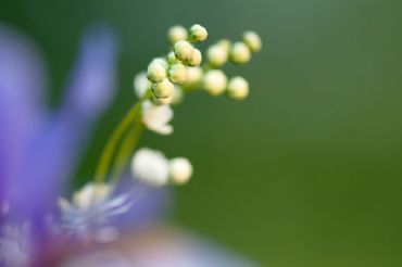 AUTORE: Luigi Dorigo - Ali e Radici Multivisioni AUTORE: Luigi Dorigo - Ali e Radici Multivisioni