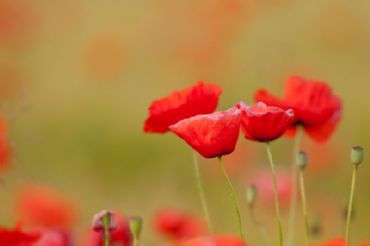 AUTORE: Luigi Dorigo - Ali e Radici Multivisioni AUTORE: Luigi Dorigo - Ali e Radici Multivisioni