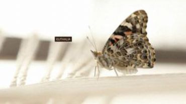 AUTORE: Clement Wirth AUTORE: Clement Wirth /