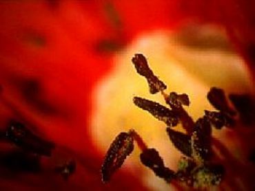 AUTORE: Carlo De Agnoi AUTORE: Carlo De Agnoi