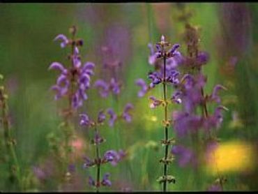 AUTORE: Valter Binotto AUTORE: Valter Binotto