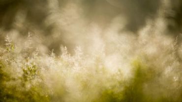 AUTORE: Luigi Dorigo - Ali e Radici Multivisioni AUTORE: Luigi Dorigo - Ali e Radici Multivisioni /