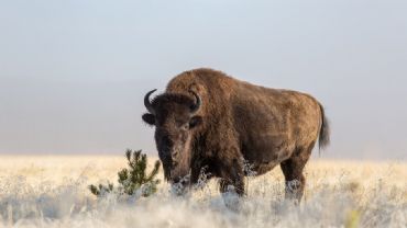 AUTORE: Luigi Dorigo - Ali e Radici Multivisioni AUTORE: Luigi Dorigo - Ali e Radici Multivisioni /