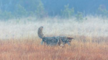 AUTORE: Luigi Dorigo - Ali e Radici Multivisioni AUTORE: Luigi Dorigo - Ali e Radici Multivisioni