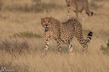 AUTORE: Merlino Multivisioni AUTORE: Merlino Multivisioni /