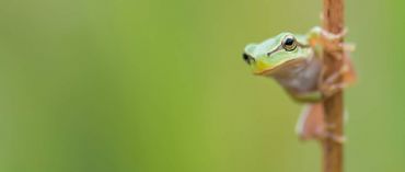 AUTORE: Luigi Dorigo - Ali e Radici Multivisioni AUTORE: Luigi Dorigo - Ali e Radici Multivisioni