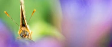 AUTORE: Luigi Dorigo - Ali e Radici Multivisioni AUTORE: Luigi Dorigo - Ali e Radici Multivisioni